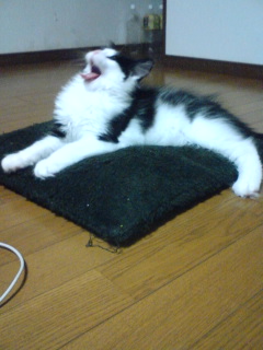 さえずるにゃ!!