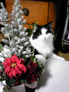 メリークリスマス!