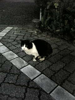 ぶちゃいくにぶちゃいくって言われる覚えはにゃい!